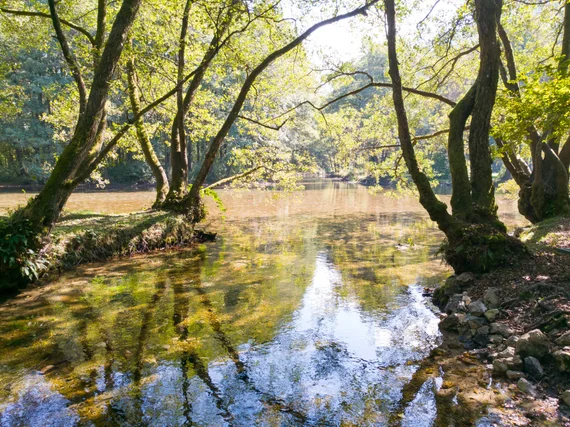 Crystal clear river flowing through sunlit trees