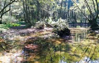 Fallen tree over a still forest pond with dappled light