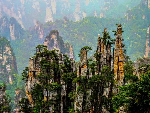 Tree-covered sandstone pillars clustered together in Zhangjiajie with misty mountains behind