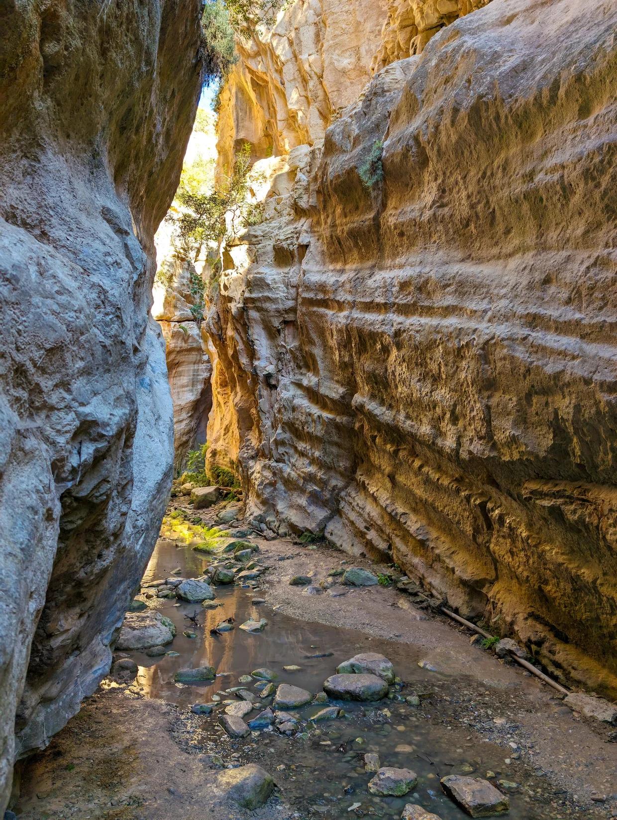 Narrow Avakas Gorge with towering layered sandstone walls and a shallow stream