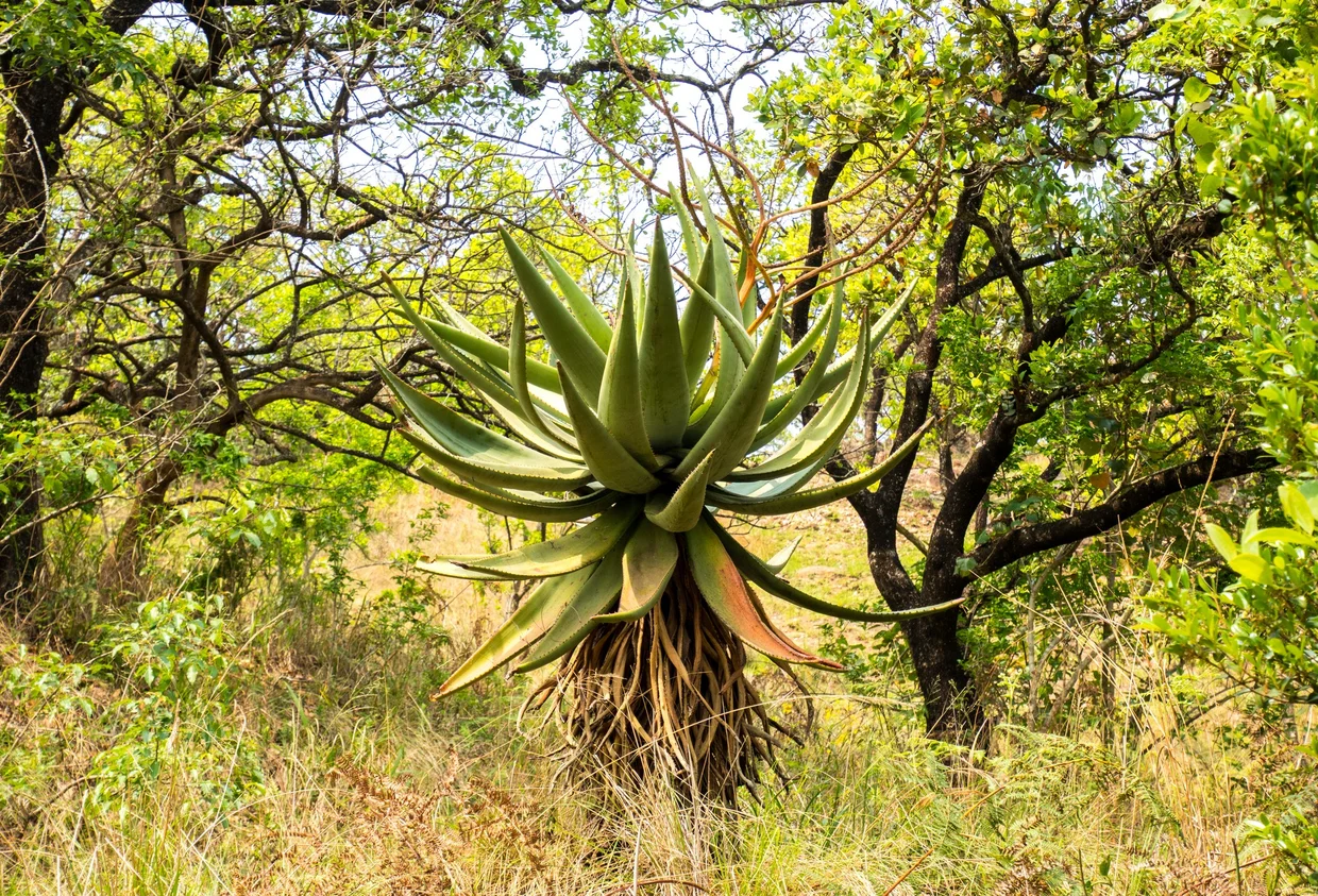 Large aloe plant growing among trees in the Eswatini bush