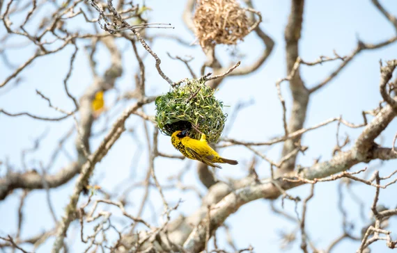 Yellow weaver bird clinging to its woven grass nest
