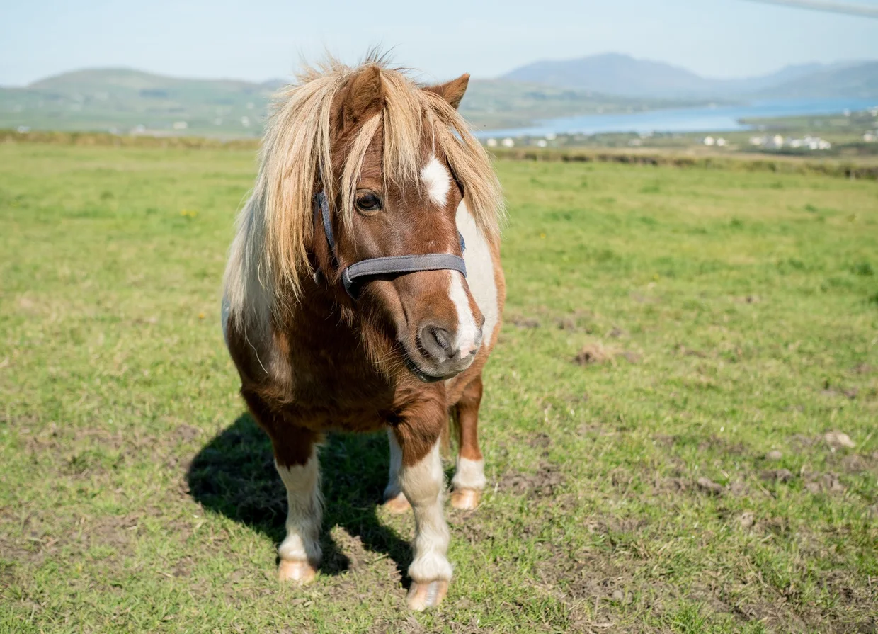Shetland pony standing in a green field with mountains behind, looking directly at the camera
