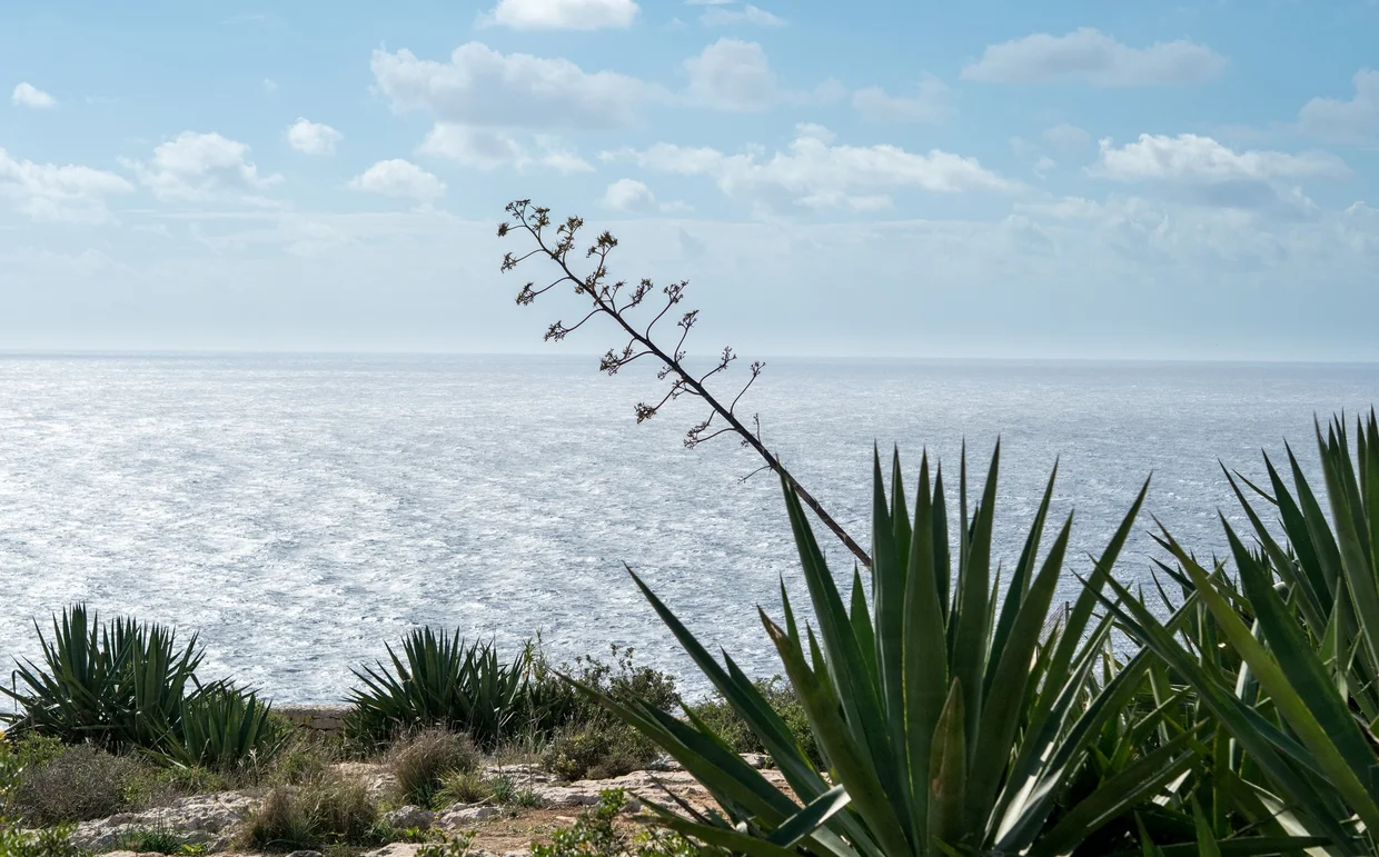 Agave plants silhouetted against the sparkling Mediterranean