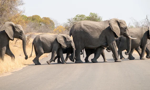 Elephant herd with calves crossing a road in Kruger National Park
