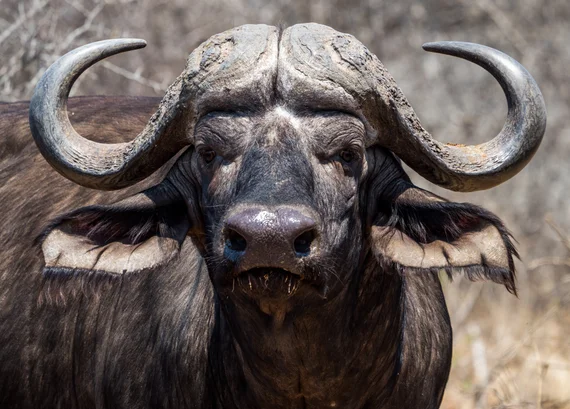 Close-up of a Cape buffalo staring directly at the camera