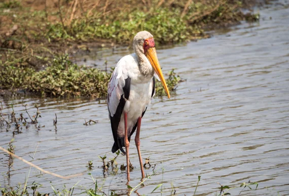 Yellow-billed stork standing in shallow water in Kruger