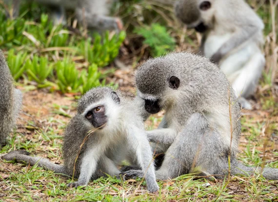 Vervet monkeys grooming each other on the ground