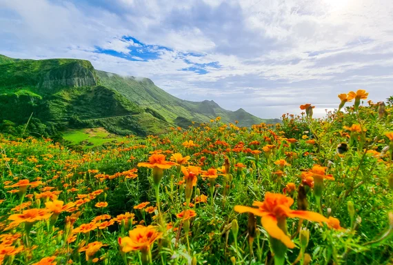 Orange wildflowers in the foreground with green cliffs and mountains behind