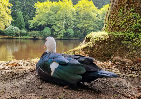 Muscovy duck resting by a lake