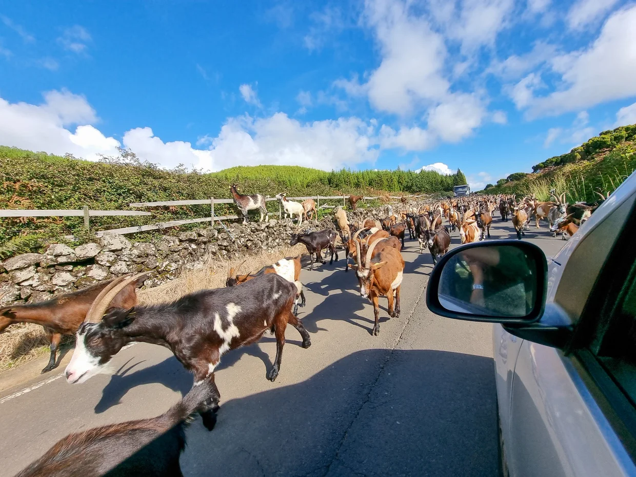 Expect occasional traffic jams of a different kind