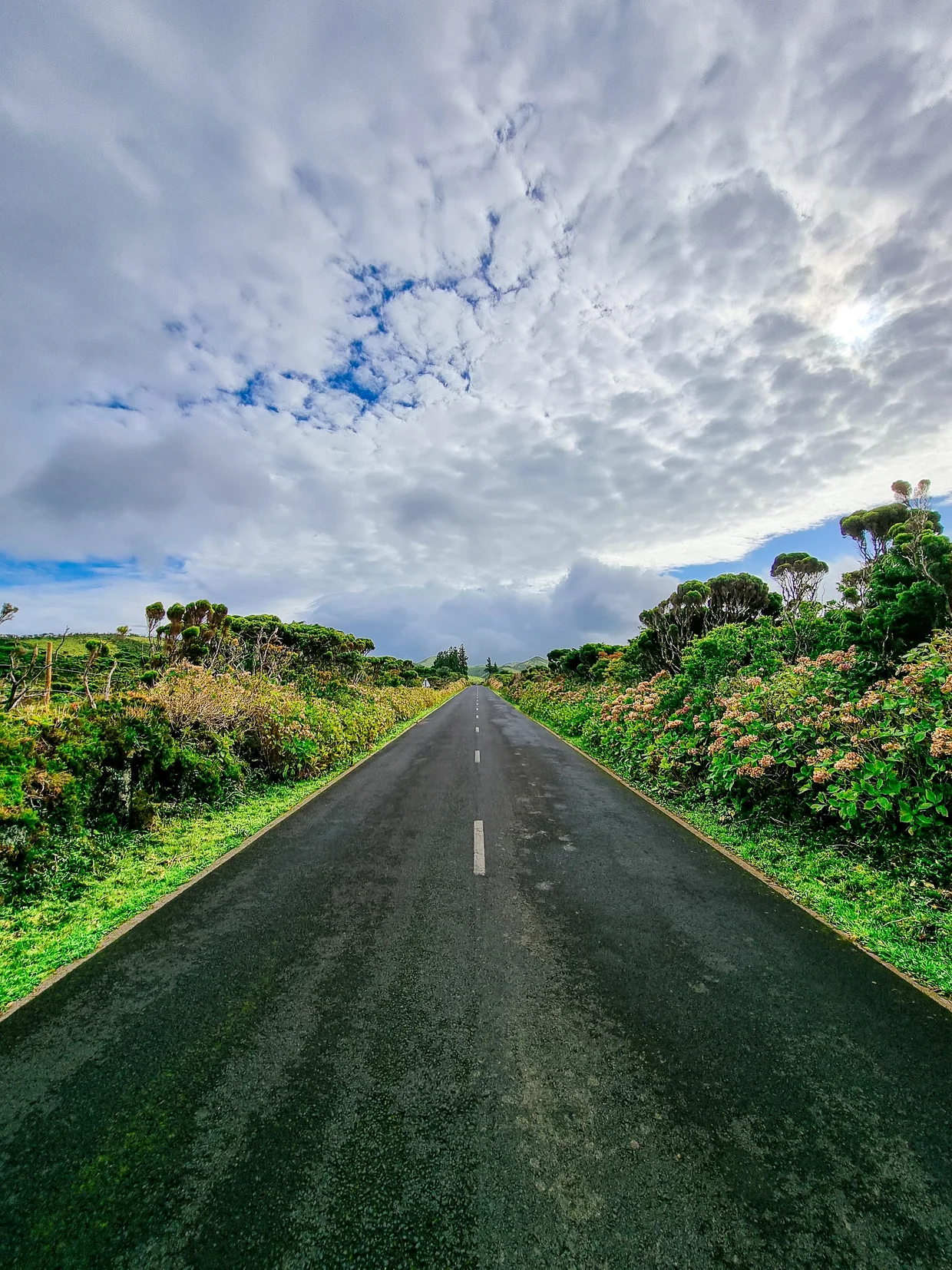 Hydrangea-lined road on Flores