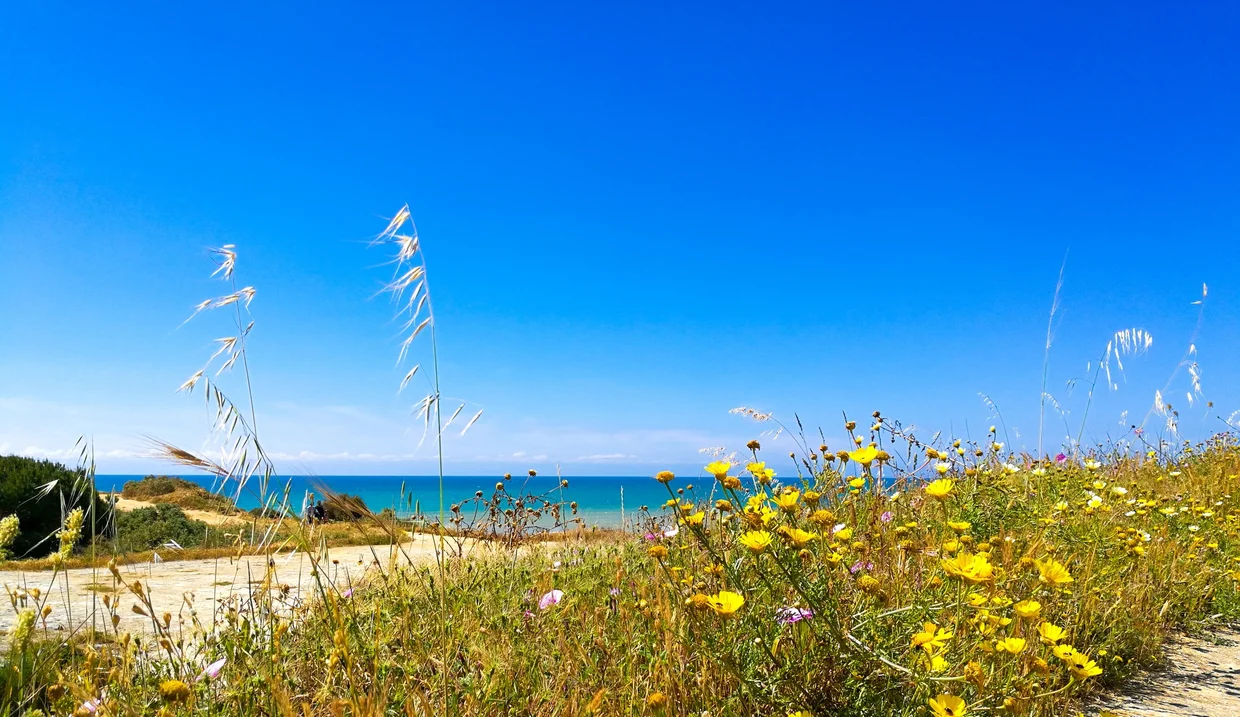 Spring wildflowers along the Portuguese coast