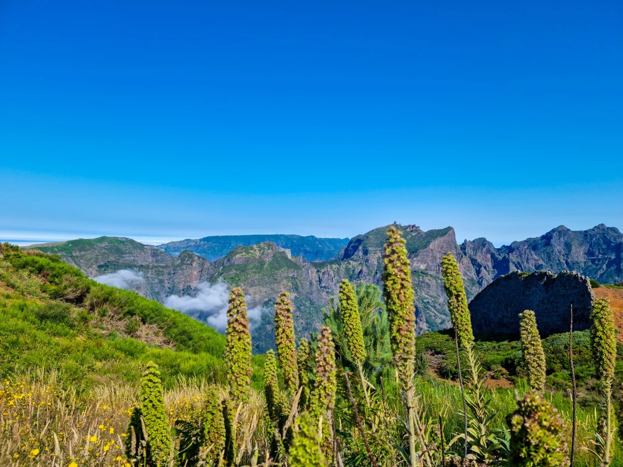Mountain panorama from Pico do Arieiro, wildflowers in the foreground, jagged peaks behind