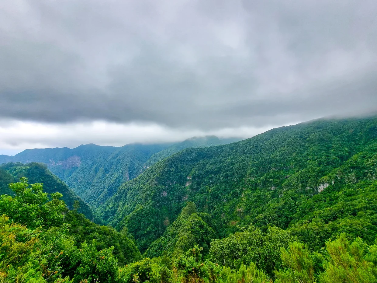 Misty green mountain valleys blanketed in laurel forest