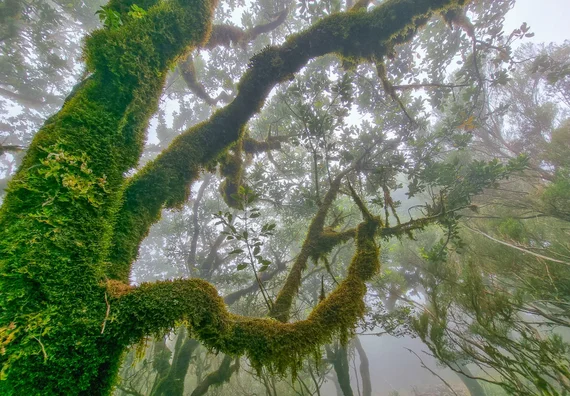 Moss-draped laurel branches curving through thick fog