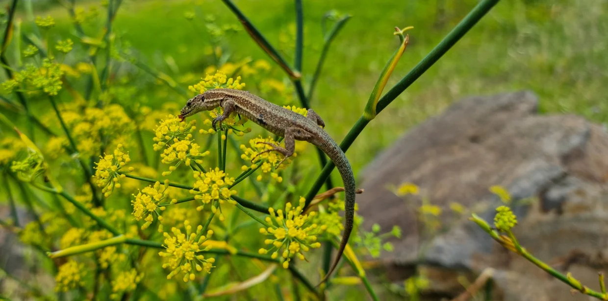 Madeiran wall lizard perched on yellow wildflowers