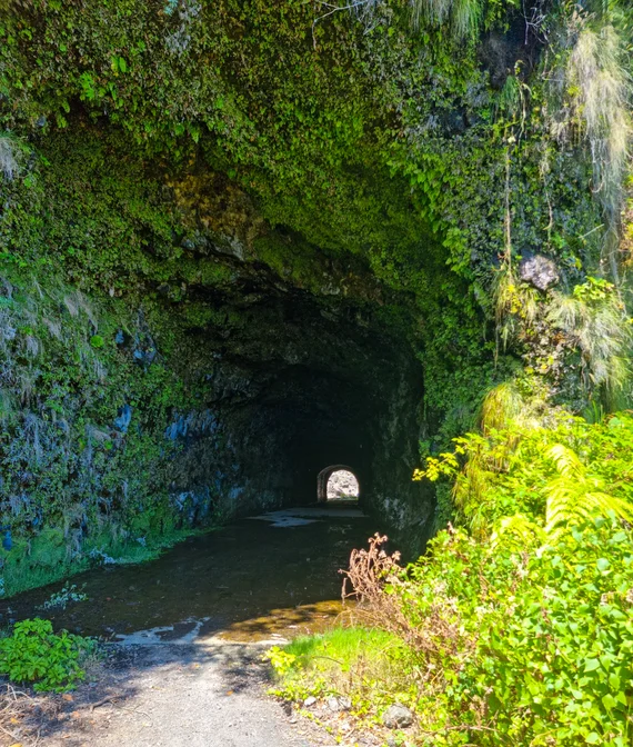 Moss-covered levada tunnel with daylight glowing at the end
