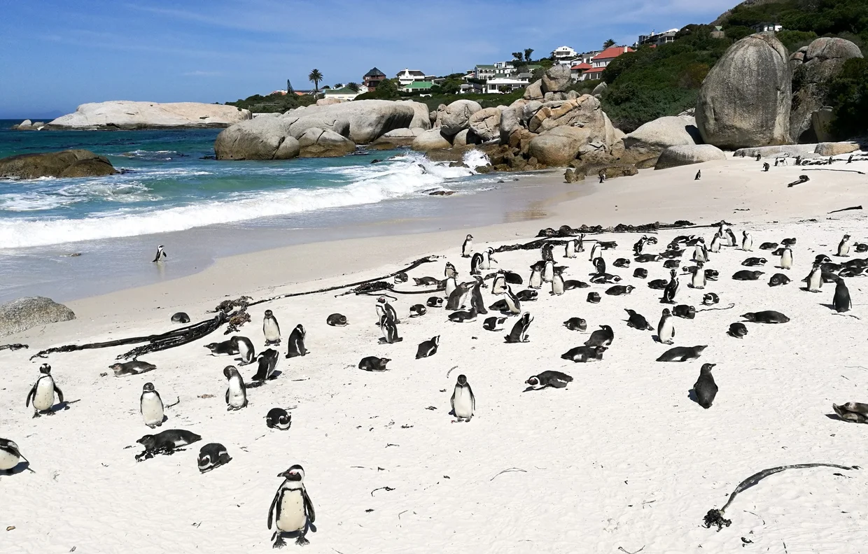 Boulders Beach Penguins