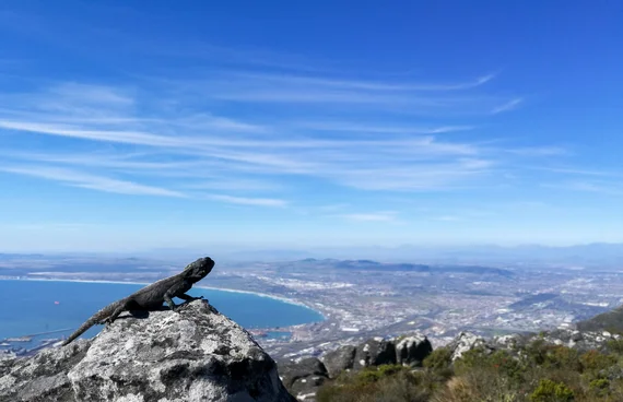 A dassie perched on a rock on Table Mountain with the bay far below