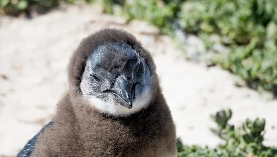 Close-up of a fluffy juvenile African penguin at Boulders Beach
