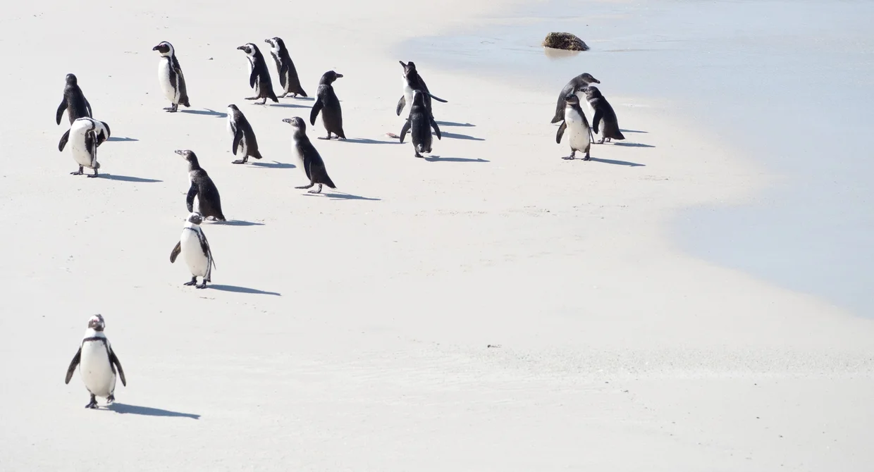 African penguins scattered across white sand at Boulders Beach