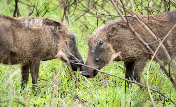A pair of warthogs face to face in the green bush