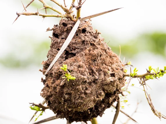 A weaver bird nest built on a thorny acacia branch