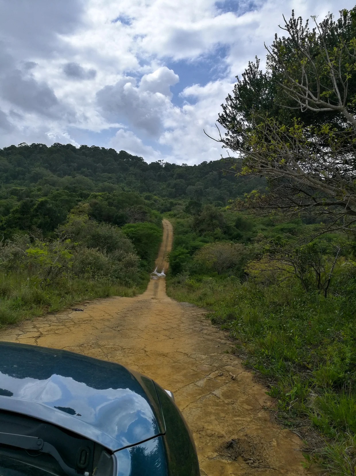 A muddy 4x4 track climbing through dense coastal forest