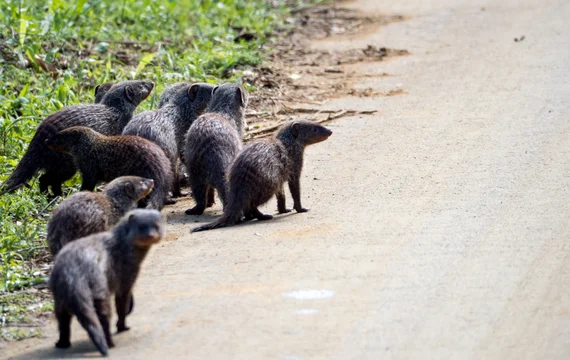 A group of banded mongooses huddled by the roadside