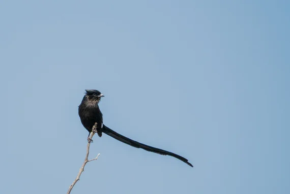 A long-tailed widowbird perched on a branch against a clear blue sky