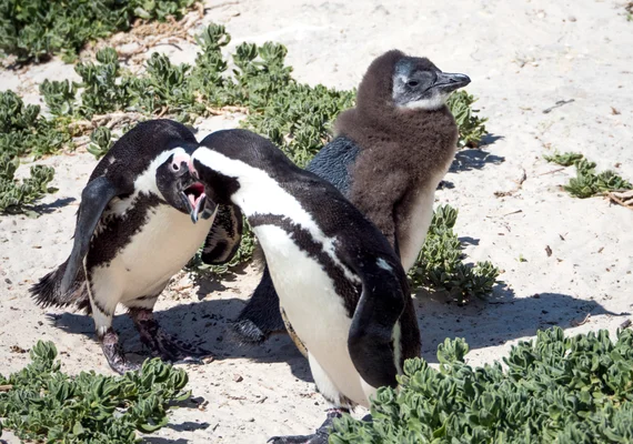 African penguins up close, with a fluffy juvenile