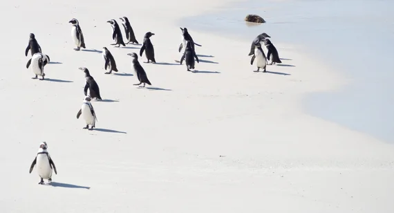 African penguins on the white sand at Boulders Beach