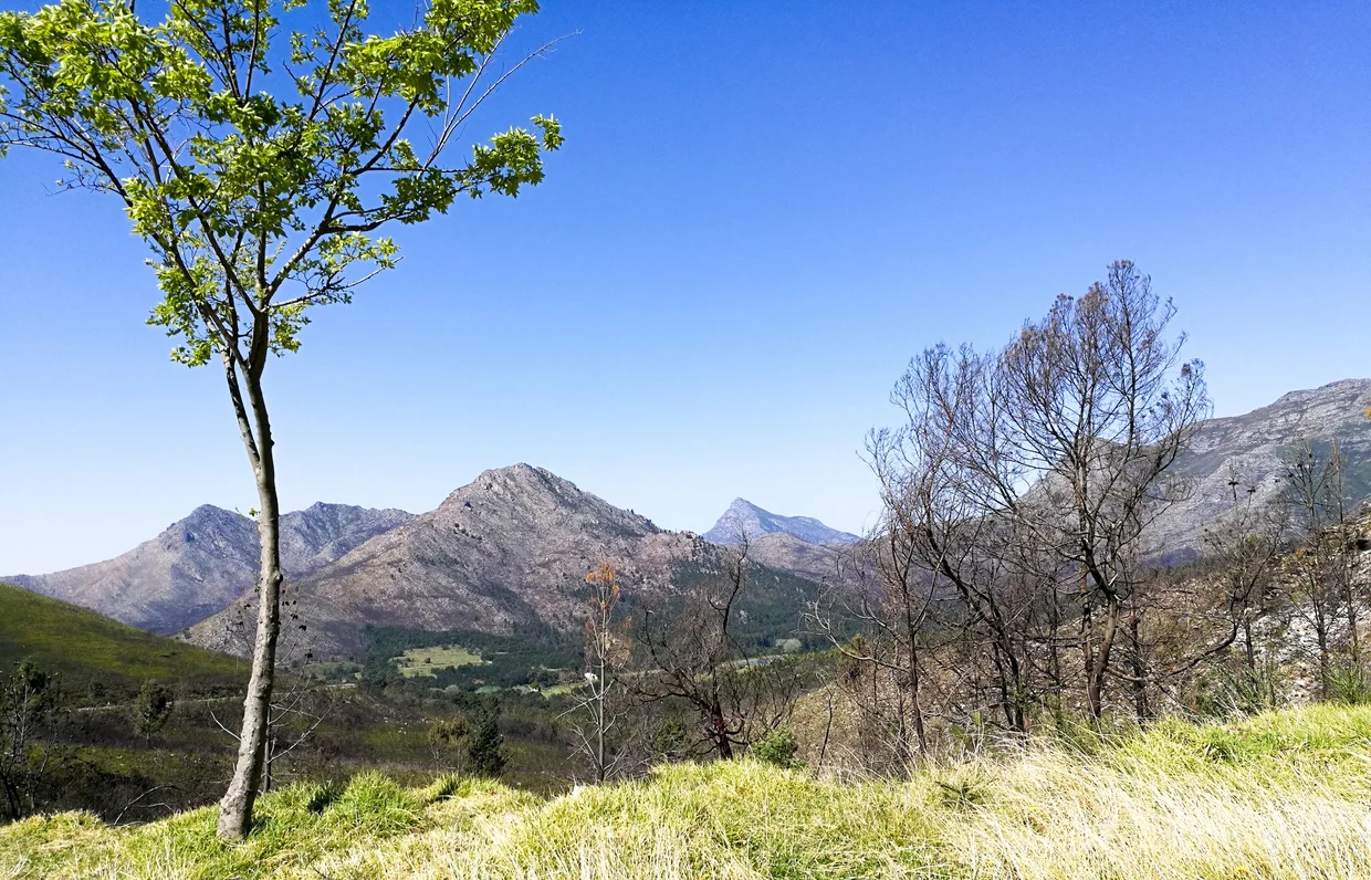 The mountains of the Winelands, with green valley and scattered trees