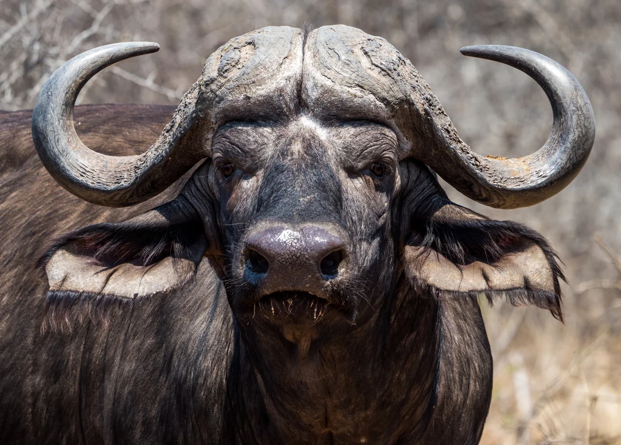Cape buffalo staring directly into the camera