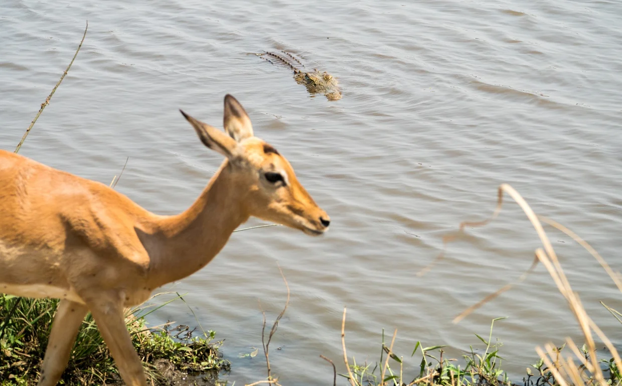 Impala at the water's edge with a crocodile lurking just behind