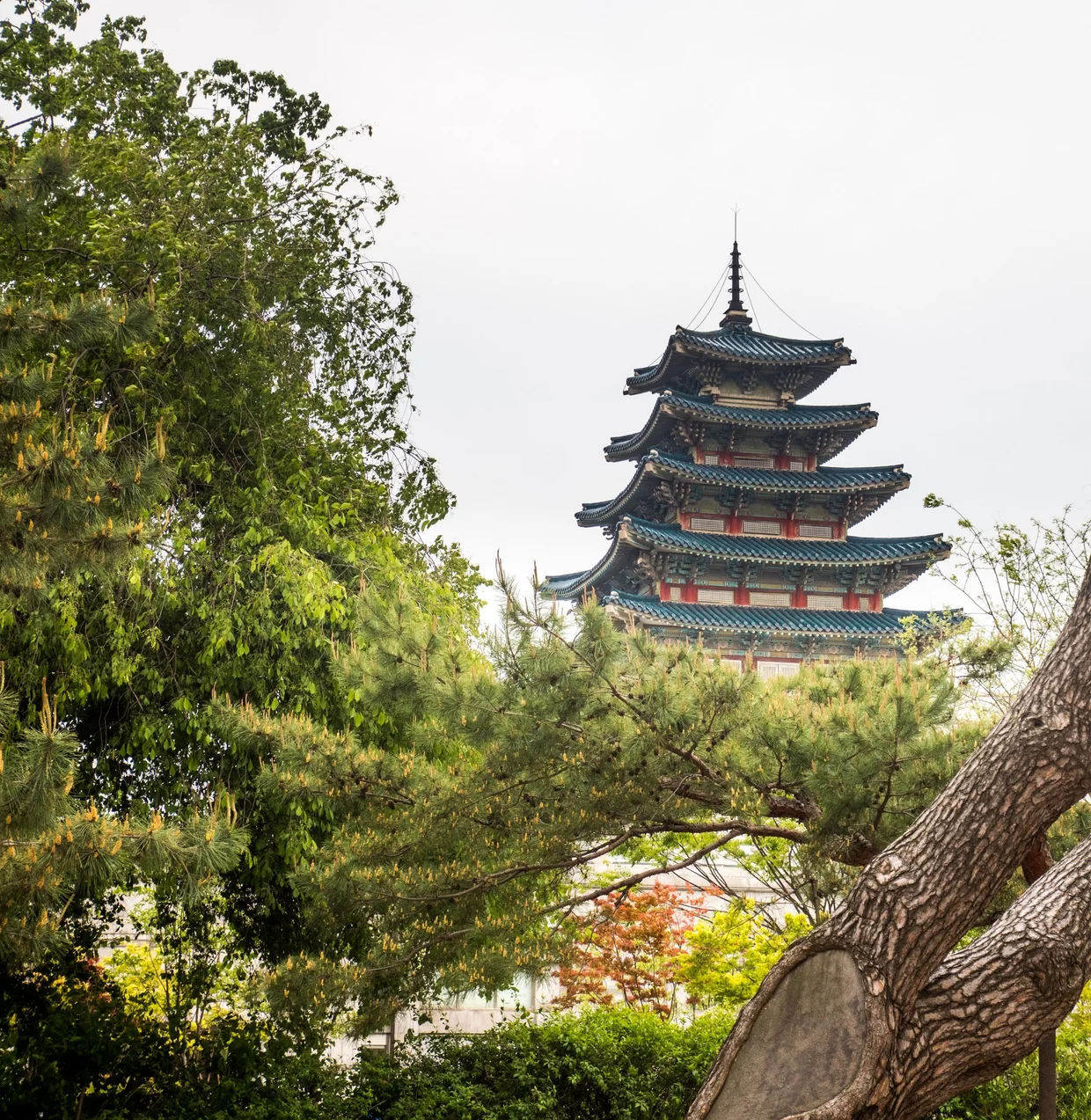Five-story pagoda rising above lush green trees