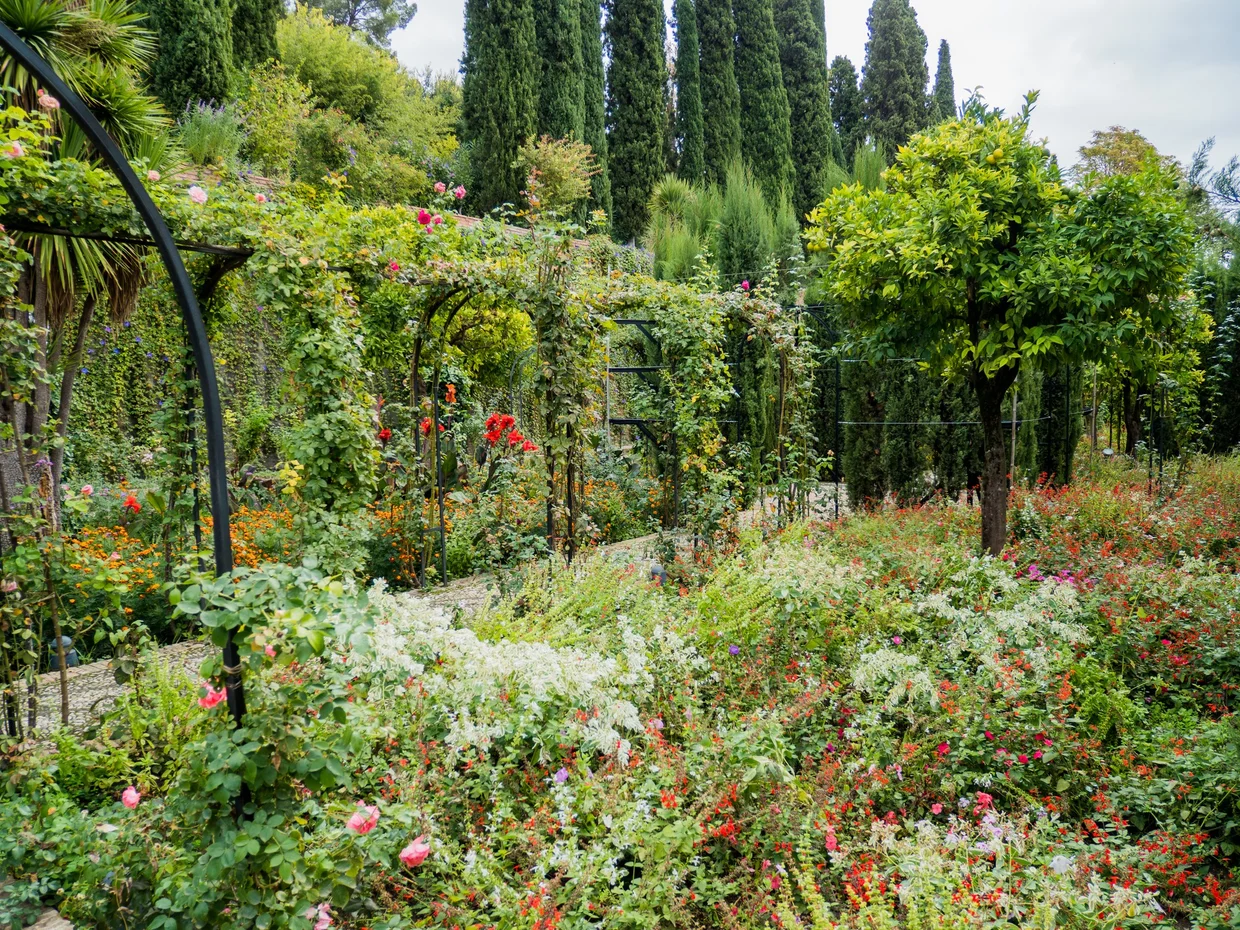 Rose garden with cypress trees