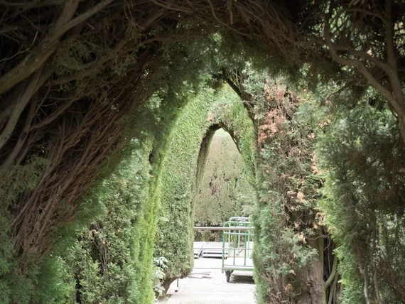 Hedge tunnel