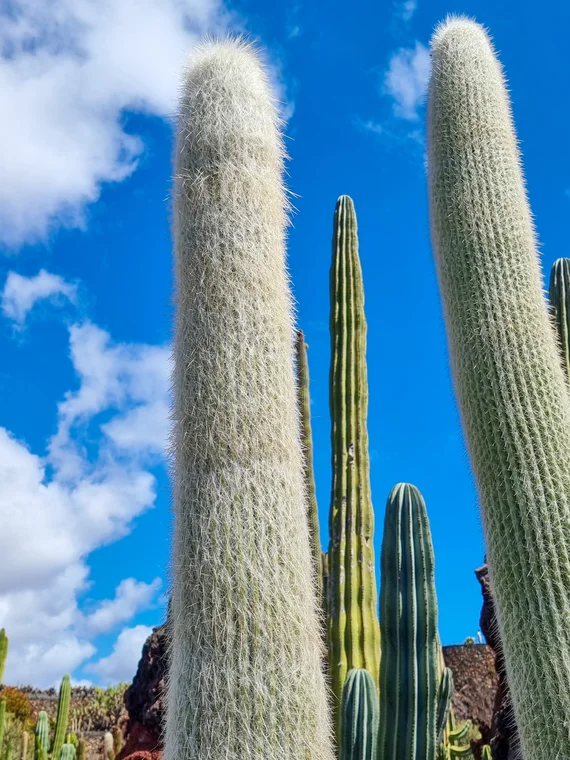 Tall columnar old man cacti against blue sky