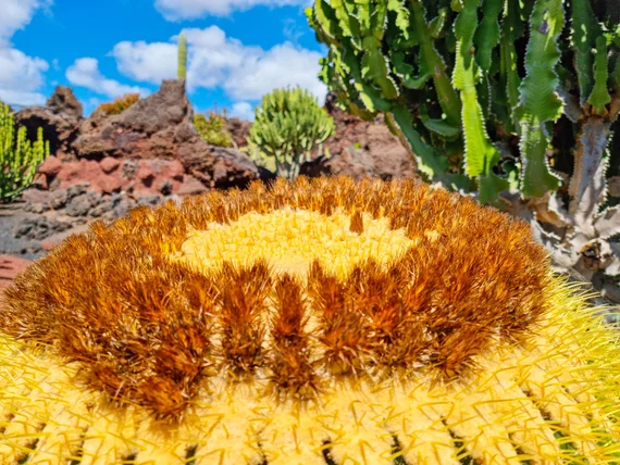 Close-up of golden barrel cactus radial spine pattern