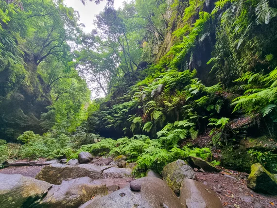 Lush laurel forest with stream, ferns, and moss-covered rocks