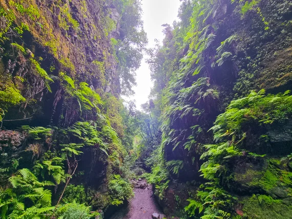Narrow gorge between moss-covered cliff walls, path below