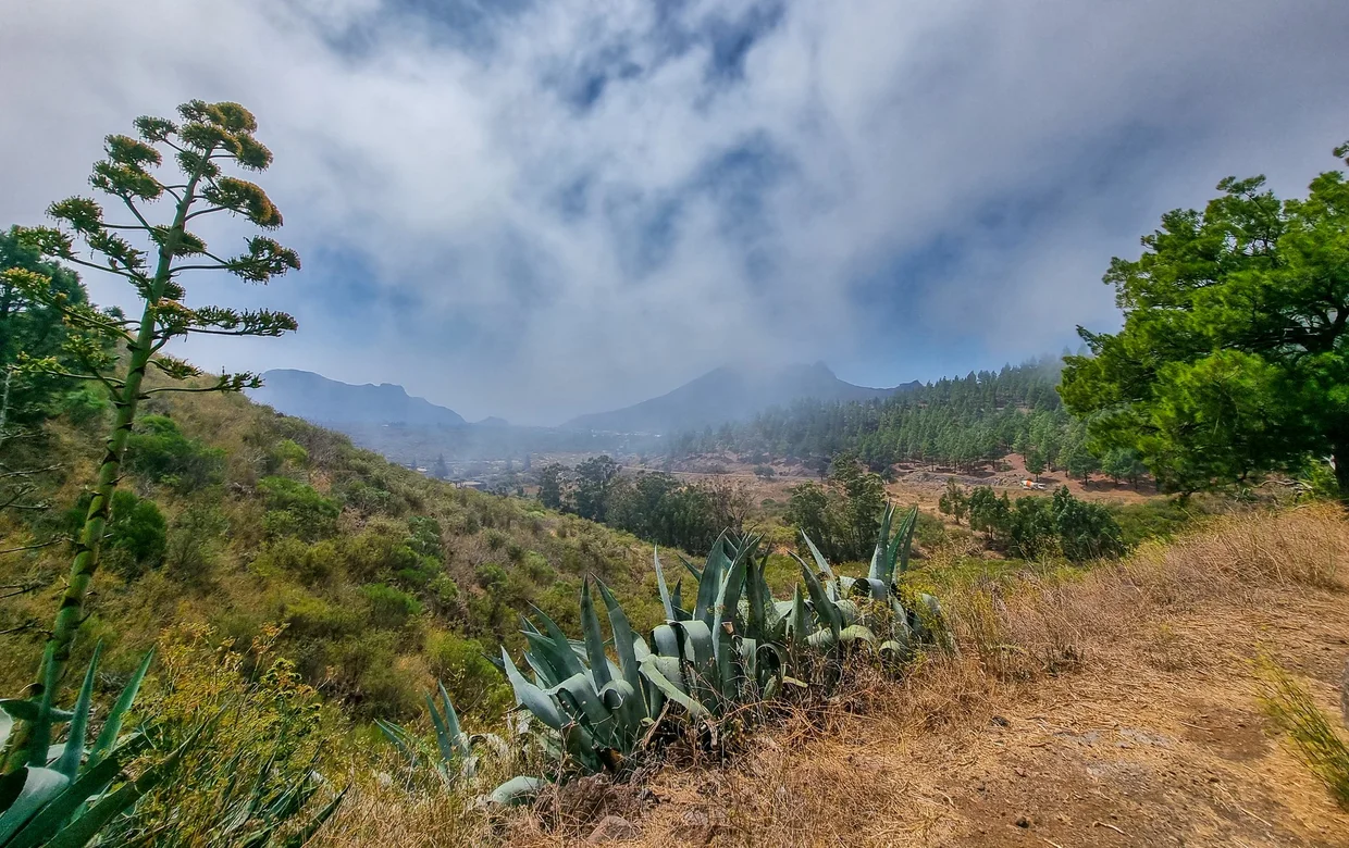 Misty green mountainside with agave plants in the foreground
