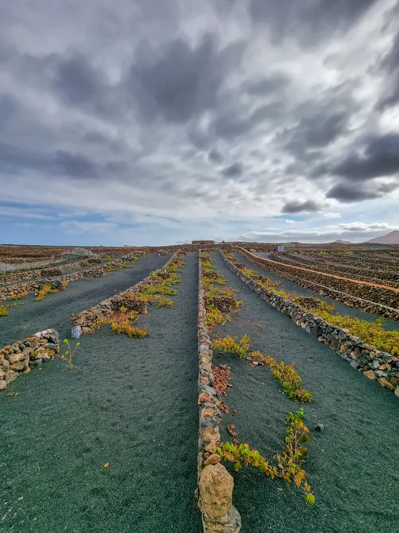 La Geria vineyards on volcanic soil, Lanzarote