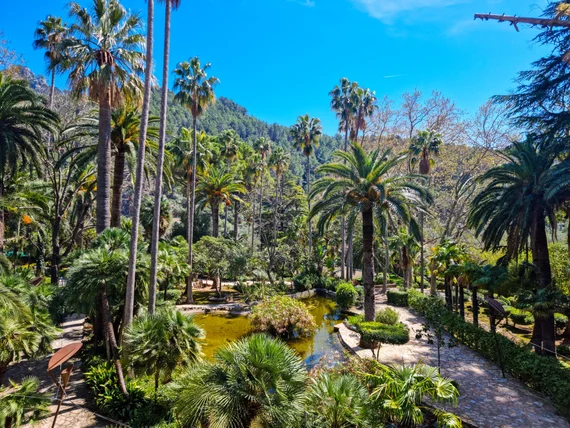 Lush botanical garden with tall palms and reflections