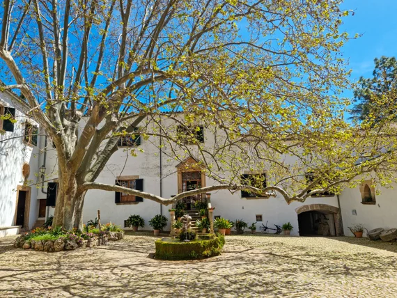 White-washed courtyard with spreading tree and stone fountain