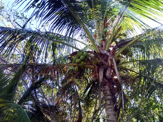 Coconut palm