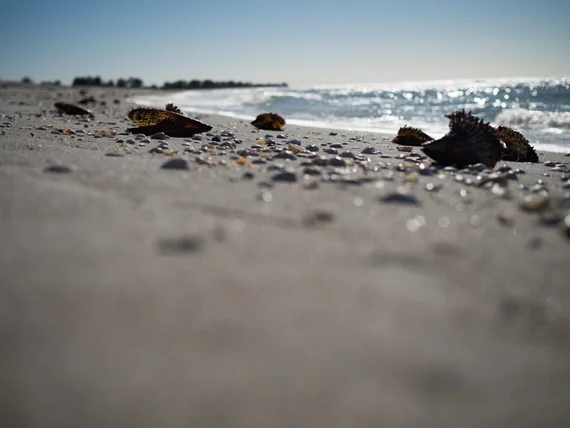 Shells scattered along the shoreline