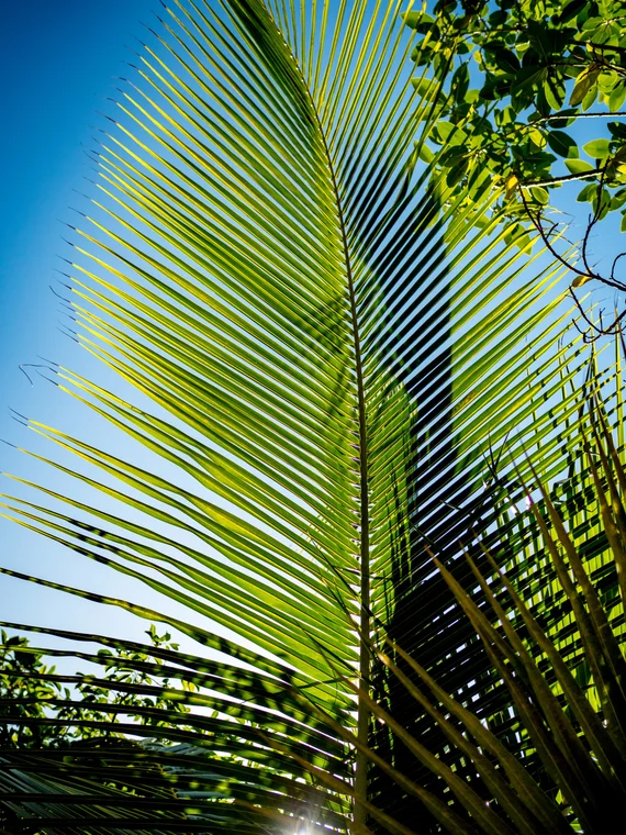 Palm frond against blue sky